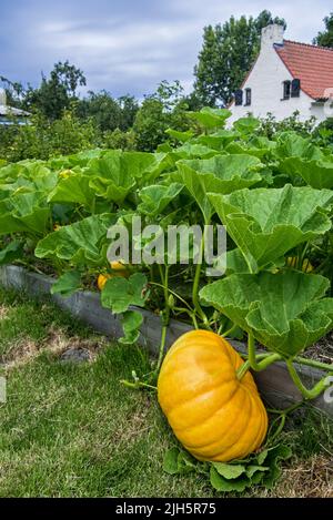 Angebauter Kürbis (Cucurbita maxima) mit essbaren Früchten und großen grünen Blättern im Gemüsegarten / Küchengarten / Zuteilung im Sommer Stockfoto