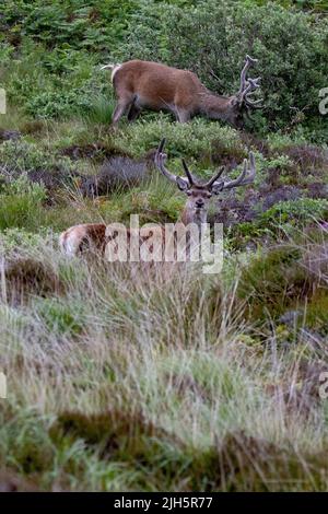 Rote Hirsche Hirsche (Cervus elaphus) in vertikaler Anordnung Stockfoto