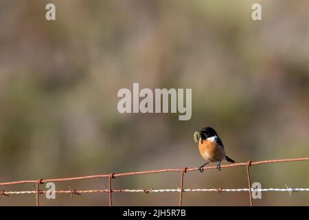 Männlicher europäischer Steinechat (Saxicola rubicola hibernans) mit einer blassen Bussockmottenraupe (Calliteara pudibunda) auf South Uist Stockfoto