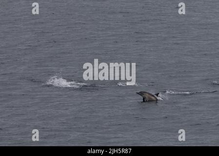 Delfin Delphinus delphis (Delphinus delphis) folgt einer Fähre in der Münze, Schottland Stockfoto