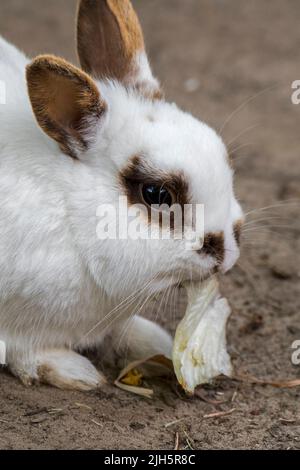 Nahaufnahme eines weißen Zwergkaninchens/Tierkaninchens (Oryctolagus cuniculus domesticus), das Salatblatt frisst Stockfoto