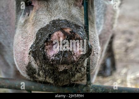 Nahaufnahme einer langen schlammigen Schnauze/Nase von Hausschweinen/Schweinen (Sus domesticus), die durch den Metallzaun in der Farm kleben Stockfoto