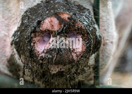 Nahaufnahme einer langen schlammigen Schnauze/Nase von Hausschweinen/Schweinen (Sus domesticus), die durch den Metallzaun in der Farm kleben Stockfoto