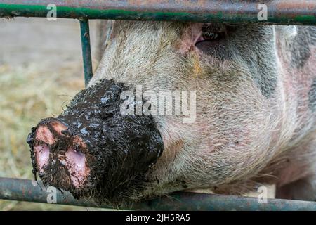 Nahaufnahme einer langen schlammigen Schnauze/Nase von Hausschweinen/Schweinen (Sus domesticus), die durch den Metallzaun in der Farm kleben Stockfoto