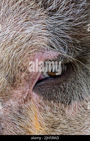 Nahaufnahme von Augen und Wimpern von Hausschweinen/Schweinen (Sus domesticus) Stockfoto