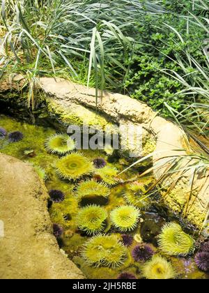 Seeanemone und Seeigel unter Felsformationen im Steinhart Aquarium, California Academy of Sciences, San Francisco Stockfoto