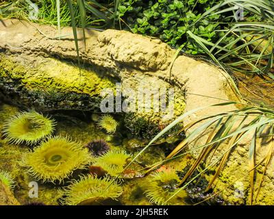 Seeanemone und Seeigel unter Felsformationen im Steinhart Aquarium, California Academy of Sciences, San Francisco Stockfoto