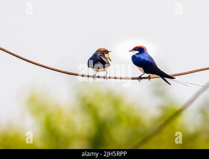 Ein Paar Drahtschwanzschwalbe, die auf einem Draht ruht Stockfoto