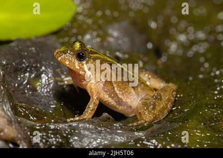 Südlicher Cricket-Frosch - Acris gryllus Stockfoto