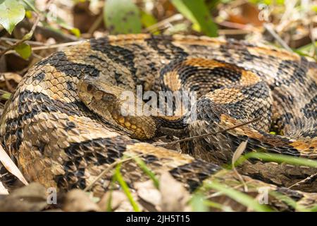 Canebreke Klapperschlange in der Küstenregion North Carolina gefunden - Crotalus horridus Stockfoto