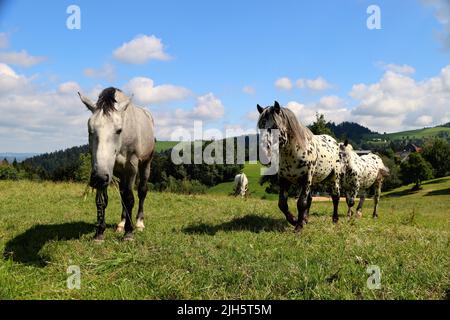 Fröhliche Pferde am Bodensee. In der Nähe des bodensees genießen frisches grünes Gras. An sonnigen Sommertagen mit blauem Himmel. Rennschimmel oder grau/weißes Pferd Stockfoto