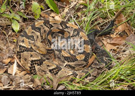 Canebreke Klapperschlange in der Küstenregion North Carolina gefunden - Crotalus horridus Stockfoto