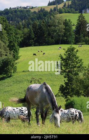 Fröhliche Pferde am Bodensee. In der Nähe des bodensees genießen frisches grünes Gras. An sonnigen Sommertagen mit blauem Himmel. Rennschimmel oder grau/weißes Pferd Stockfoto