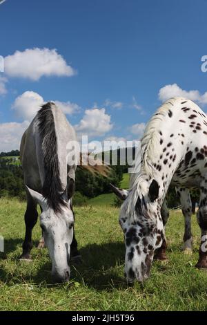 Fröhliche Pferde am Bodensee. In der Nähe des bodensees genießen frisches grünes Gras. An sonnigen Sommertagen mit blauem Himmel. Rennschimmel oder grau/weißes Pferd Stockfoto