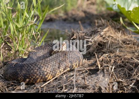 Östlicher Baumwollmund an der Küste von North Carolina - Agkistrodon piscivorous Stockfoto