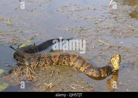 Östlicher Baumwollmund an der Küste von North Carolina - Agkistrodon piscivorous Stockfoto