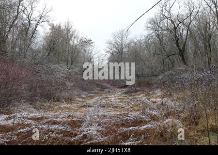 Dunkle Winterwaldatmosphäre, WinterNatur Stockfoto