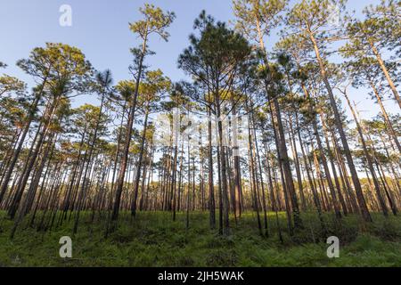 Kiefernwald dominiert von Pinus palustris Stockfoto