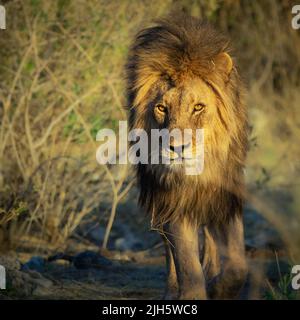 Nahaufnahme eines männlichen Löwen, der während des Sonnenaufgangs in die Kamera geht Stockfoto