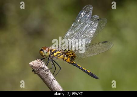 Ornate Pennant - Celithemis ornata Stockfoto