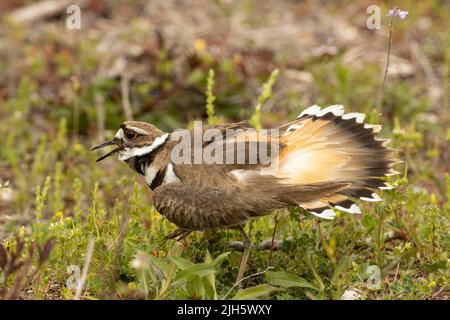 Weibliche Killerhirsche, die ihre Verteidigung zeigt, um ihr Nest zu schützen - Charadrius vociferus Stockfoto