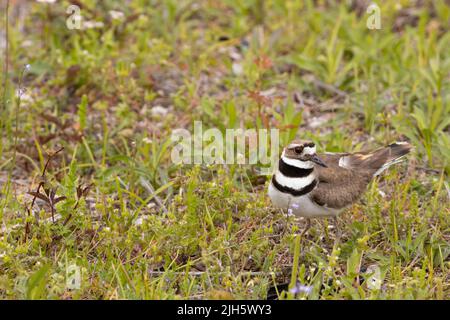 Weibliche Killerhirsche, die ihre Verteidigung zeigt, um ihr Nest zu schützen - Charadrius vociferus Stockfoto