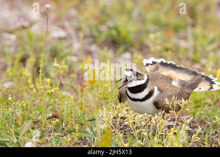 Weibliche Killerhirsche, die ihre Verteidigung zeigt, um ihr Nest zu schützen - Charadrius vociferus Stockfoto