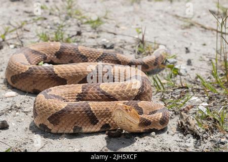 Östliche Kupferkopfnatter aus Coastal North Carolina - Agkistrodon contortrix Stockfoto