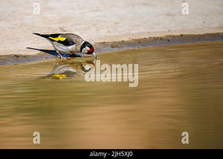 Carduelis carduelis - El jilguero europeo o cardelina es un ave paseriforme perteneciente a la familia de los pinzones Stockfoto