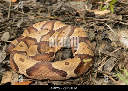 Östliche Kupferkopfnatter aus Coastal North Carolina - Agkistrodon contortrix Stockfoto