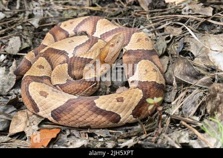 Östliche Kupferkopfnatter aus Coastal North Carolina - Agkistrodon contortrix Stockfoto