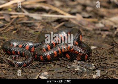 Östliche Schlammschlange - Farancia abacura Stockfoto