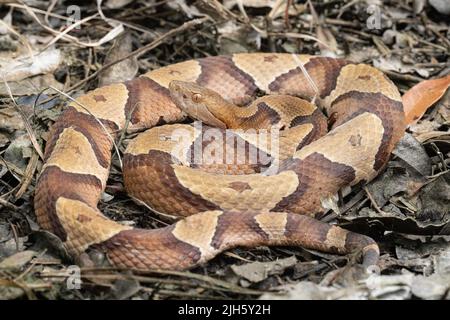 Östliche Kupferkopfnatter aus Coastal North Carolina - Agkistrodon contortrix Stockfoto