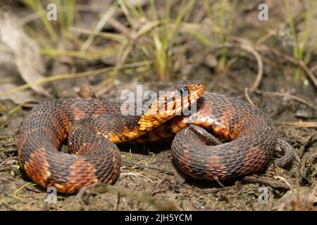 Redbelly Watersnake - Nerodia erythrogaster Stockfoto