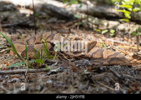 Östliche Kupferkopfnatter aus Coastal North Carolina - Agkistrodon contortrix Stockfoto