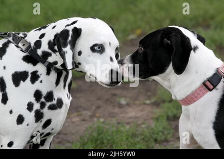 Zwei Hunde interagieren nach dem ersten Treffen. Stockfoto