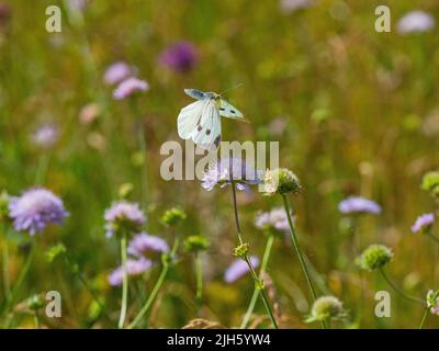 Großer weißer Schmetterling Pieris brassicae im Flug Fütterung auf scabious Blumen in Wilde Blumenwiese Stockfoto
