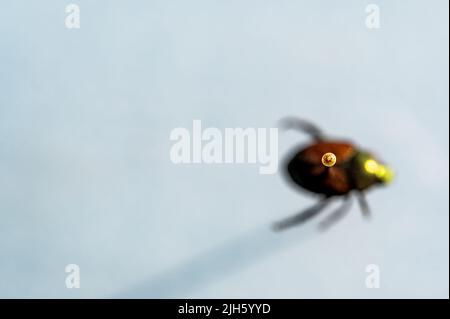 Konzentrieren Sie sich in einer Insektensammlung auf den Nadelkopf über einem entfokused japanischen Käferexemplar Stockfoto