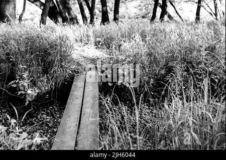 Zwei Holzplanken werden verwendet, um einen offenen Graben auf einem Waldweg zu überqueren. Stockfoto