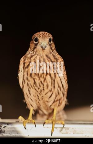 Nahaufnahme eines Falken von Cooper, Accipiter cooperii, auf schwarzem Hintergrund. Stockfoto