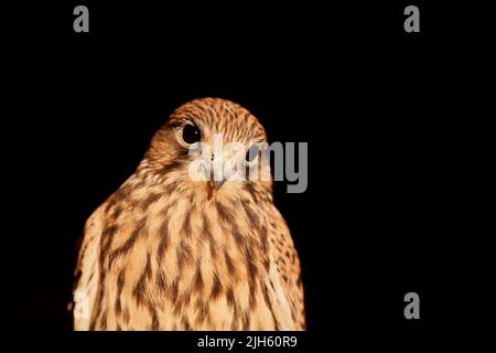 Nahaufnahme eines Falken von Cooper, Accipiter cooperii, auf schwarzem Hintergrund. Stockfoto