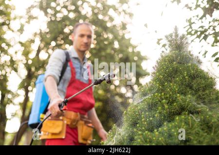 Gärtner, der mit einem Sprüher Insektiziddünger auf seine Thuja aufgibt. Stockfoto