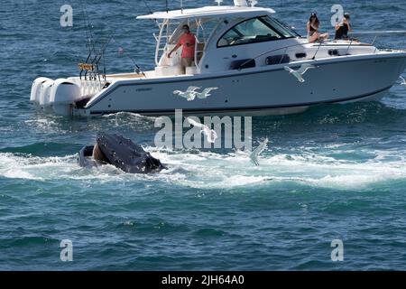 Provincetown, Massachusetts- 10. Juli 2022- Ein neugieriger Buckelwal taucht in der Nähe eines kleinen Vergnügungsbootes auf, das in der Nähe des Futtertals lag Stockfoto