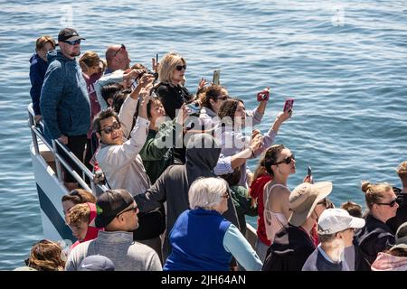 Provincetown, Massachusetts, 7. Juli 2022: Eine Gruppe von Menschen, die auf einer Walbeobachtung vor der Küste von Cape Cod unterwegs sind, nutzt Mobiltelefone, um Buckelwale zu fotografieren Stockfoto