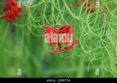 Crocosmia oder Monbretia blühende Pflanzen mit herrlichen lebhaften Orangenblüten Stockfoto