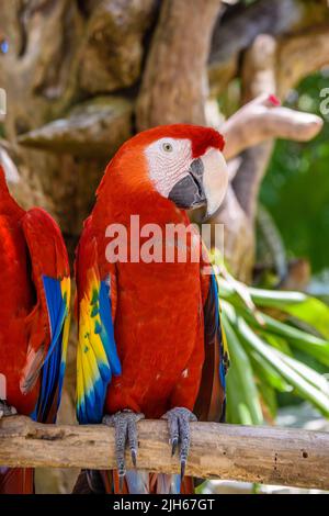 2 scharlachrote Aras Ara macao , rote, gelbe und blaue Papageien, die auf der Brache im tropischen Wald sitzen, Playa del Carmen, Riviera Maya, Yu atan, Mexiko. Stockfoto