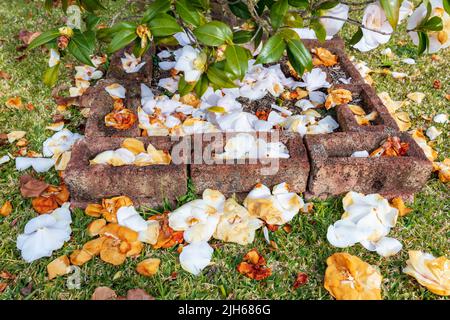 Foto von bunten Blumen, die in den Blue Mountains in New South Wales in Australien in der Nähe von braunen Ziegeln auf grünem Gras auf dem Boden liegen Stockfoto