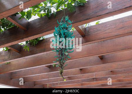 Strongylodon macrobotrys, allgemein bekannt als Jade Rebe: Rebe-Typ Pflanze mit schönen Trauben von Blumen hängen von einer hölzernen Pergola in einer Freizeit ar Stockfoto