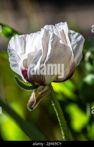 Weiße Mohnblume (Arctomecon merriamii) Stockfoto