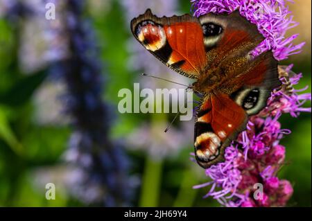 Ein farbenfroher Schmetterling sitzt auf einer Blume. Stockfoto